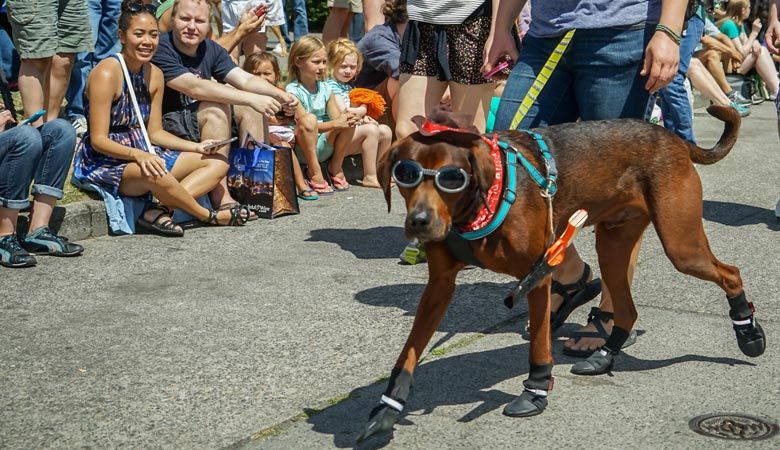 Four Reasons to Bring Your Dog to the Fremont Fair Four Reasons to Bring Your Dog to the Fremont Fair