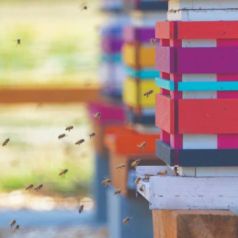 Seattle Buildings Just Let It Bee Seattle Buildings Just Let It Bee