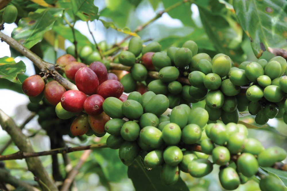 Book Excerpt: Coffee for Dummies Book Excerpt: Coffee for Dummies