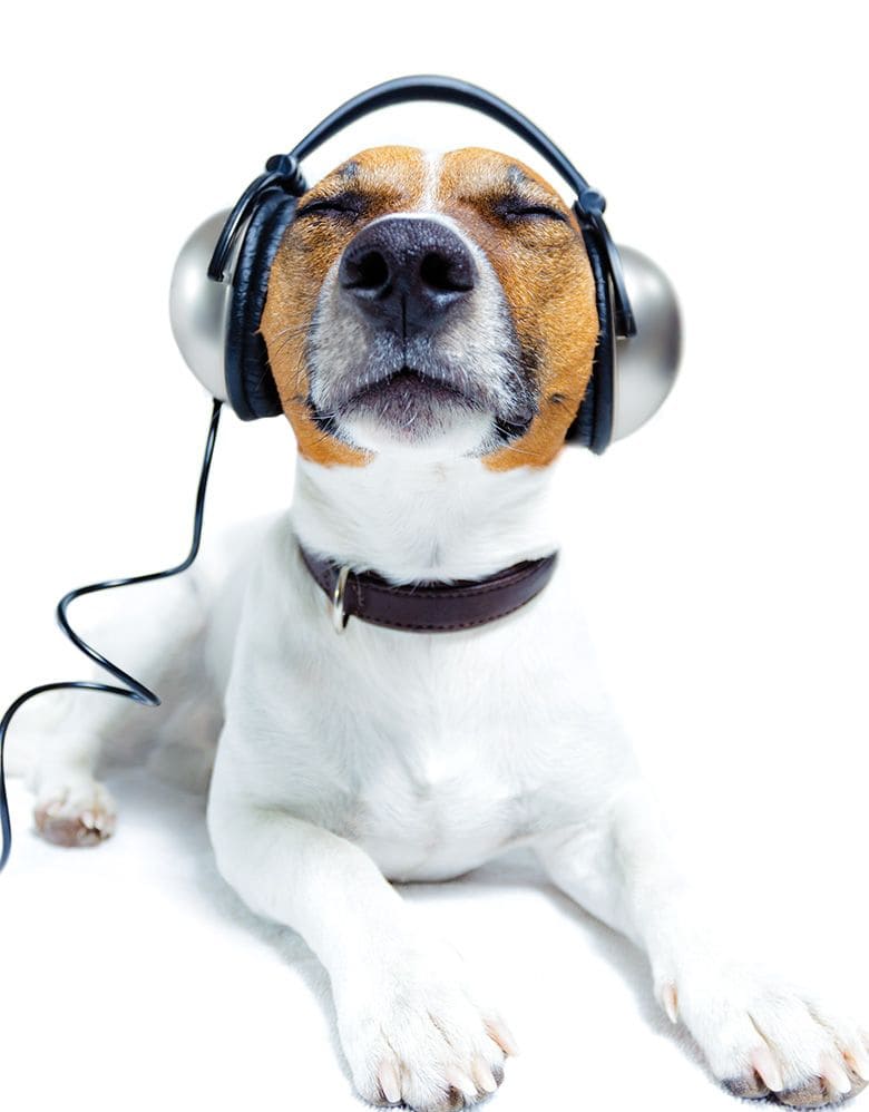 Fourth of July Fireworks Can be Terrifying for Dogs. Here’s How to Help Fourth of July Fireworks Can be Terrifying for Dogs. Here’s How to Help