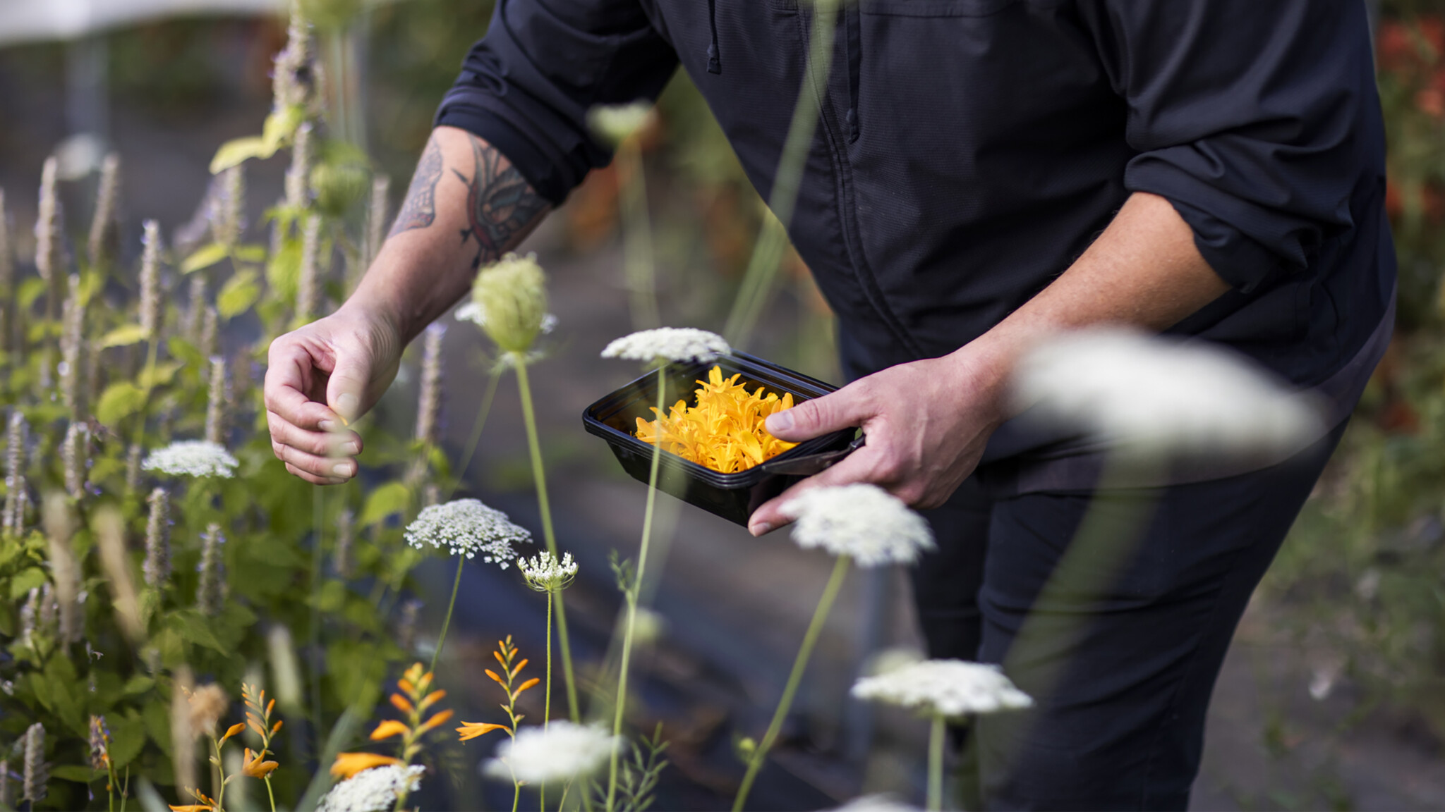 Modoc_Okta_158_16x9 A person in a black shirt and jeans holding a black tray of freshly harvested orange carrots in a lush garden during farm renewal.