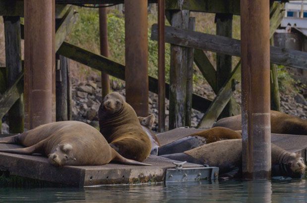 Go See (and Hear!) Newport’s Sea Lions Go See (and Hear!) Newport’s Sea Lions