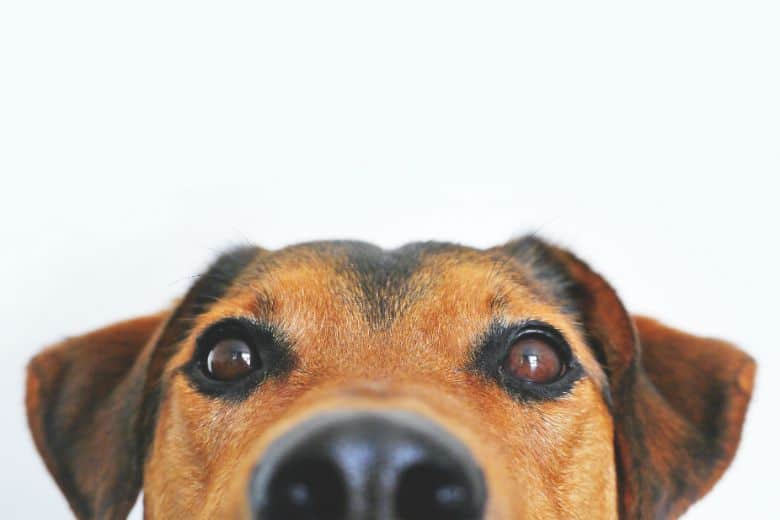 Is Your Pet Missing This Key Ingredient in Their Diet? Is Your Pet Missing This Key Ingredient in Their Diet?