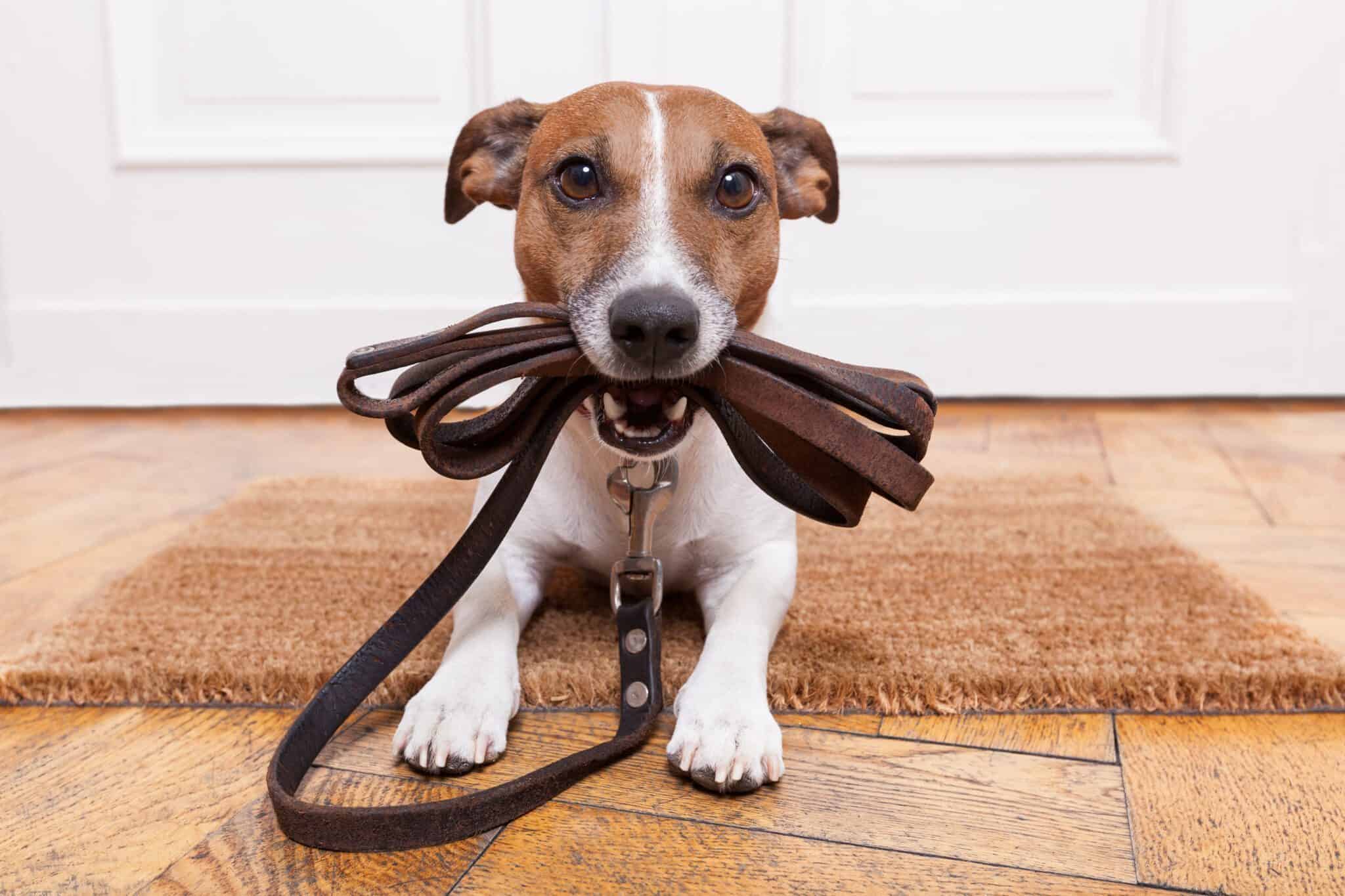 Dog,With,Leather,Leash,Waiting,To,Go,Walkies Dog,With,Leather,Leash,Waiting,To,Go,Walkies
