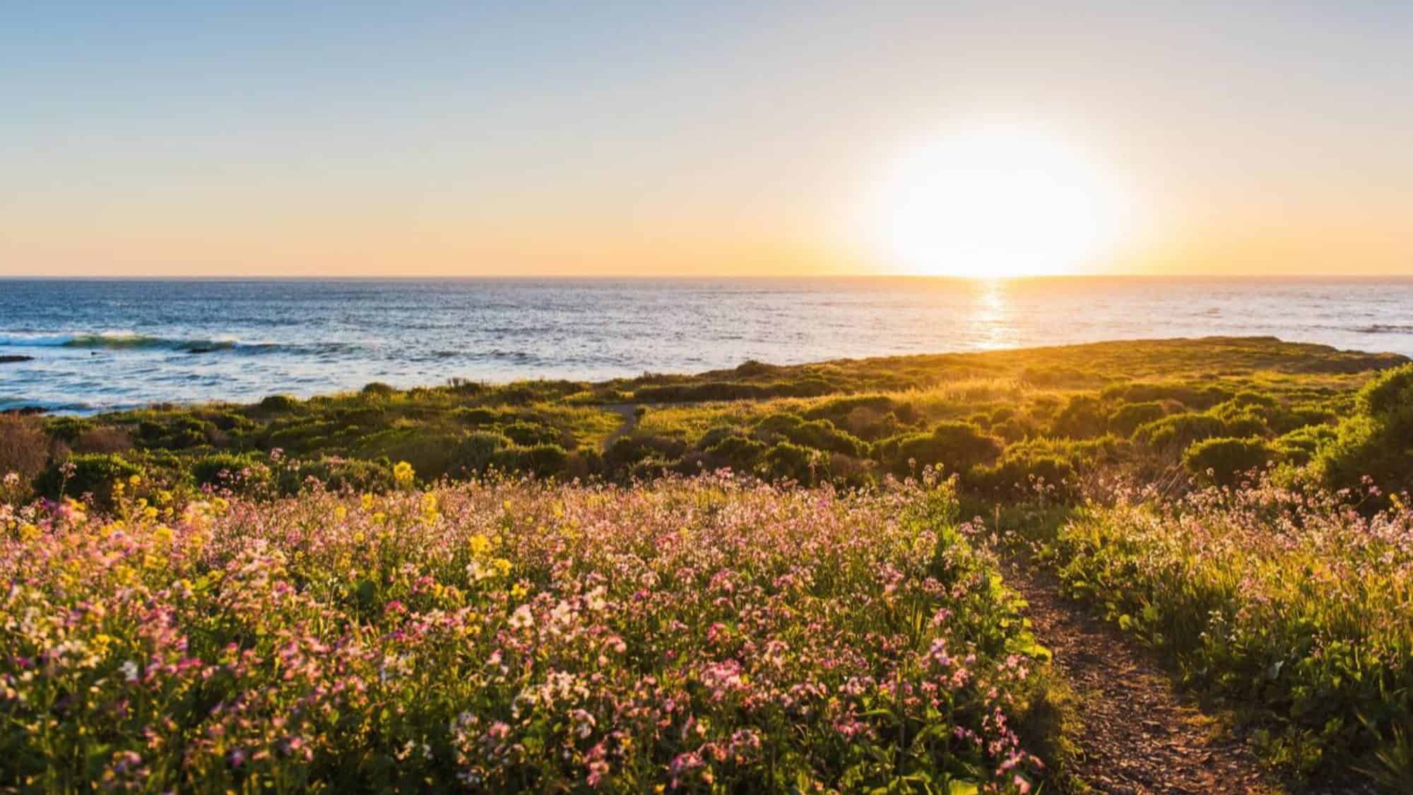travel_cali_F0W2JH-16-9-2000x1125-min Sunset over an ocean viewed from a field of vibrant wildflowers in a California destination, with a footpath leading towards the shore.