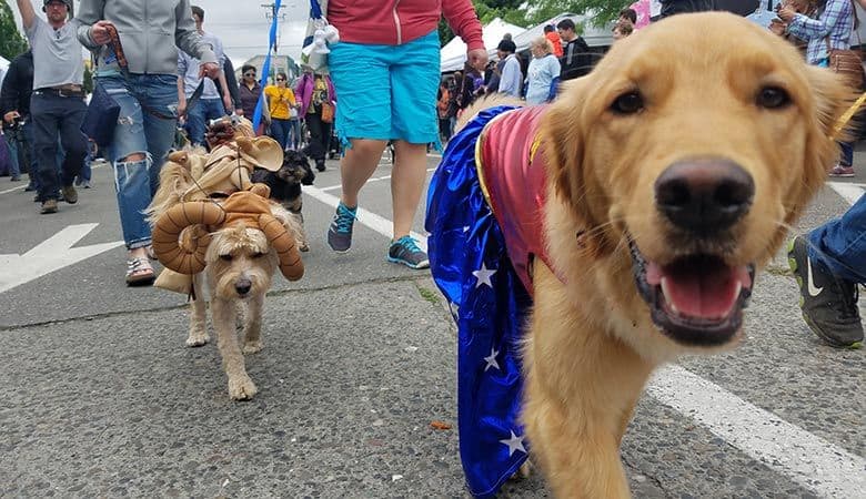 Dog Parade Takes to the Streets of Fremont Dog Parade Takes to the Streets of Fremont