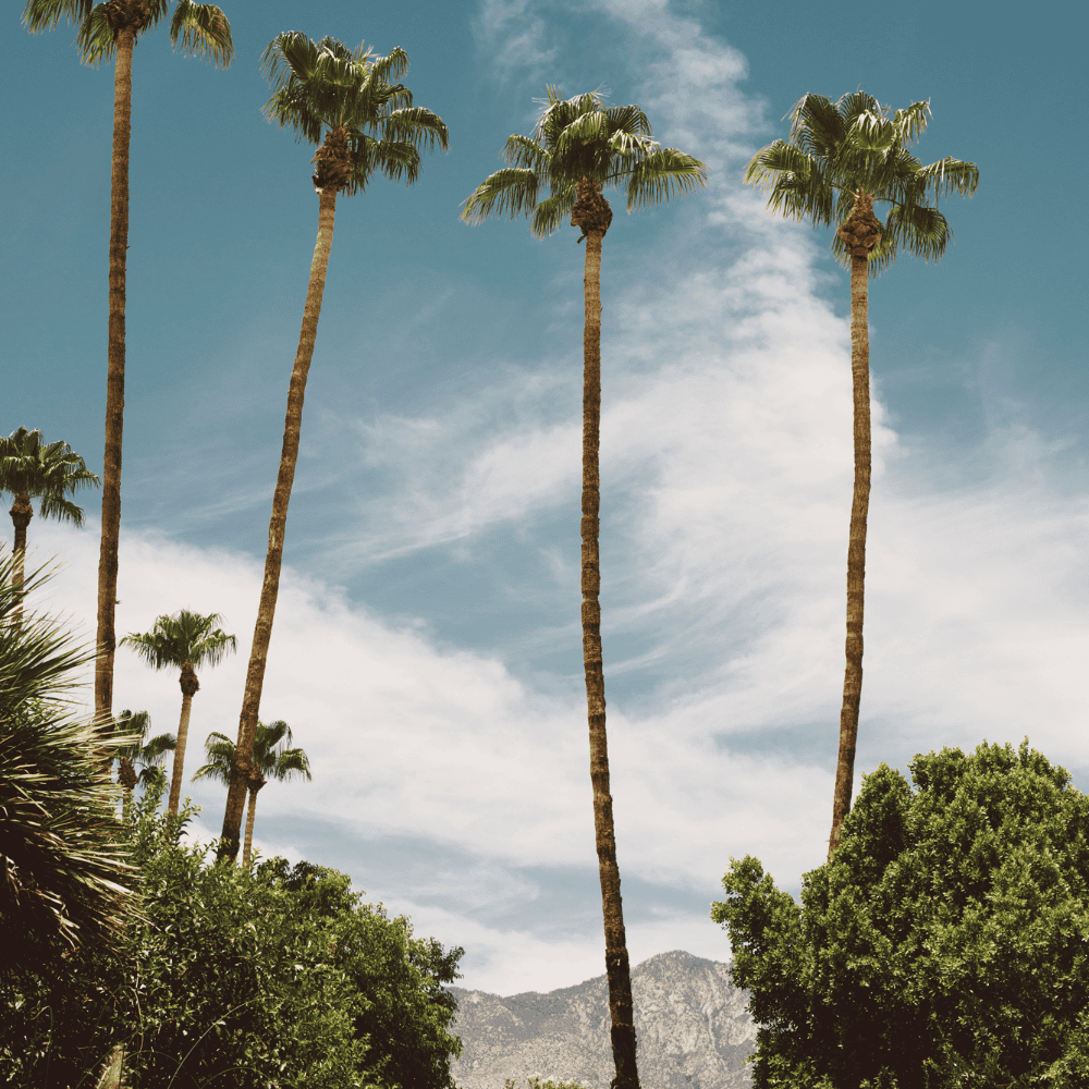View of palm trees, foliage and distant mountains, Palm Springs, California, USA View of palm trees, foliage and distant mountains, Palm Springs, California, USA